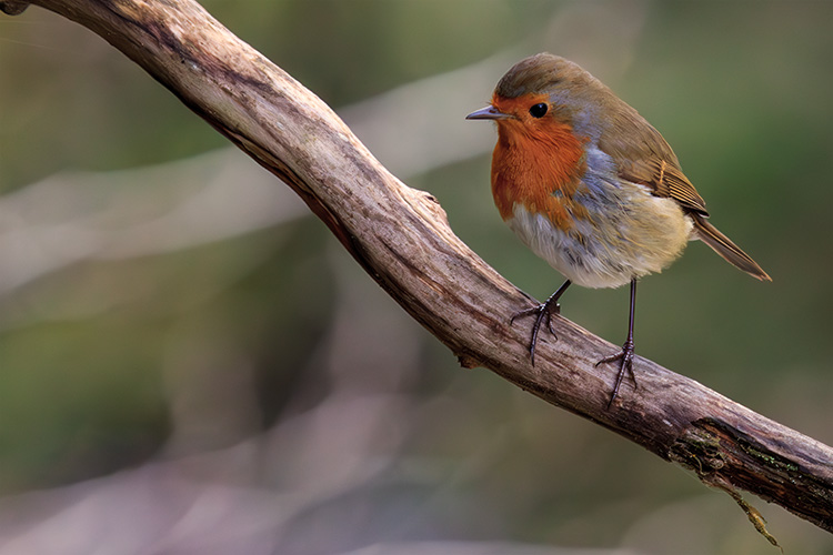 Erithacus rubecula Robin looking alert